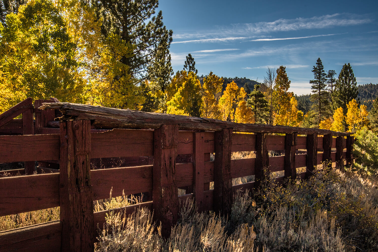 fall_photography_hope_valley_cattle_ranch