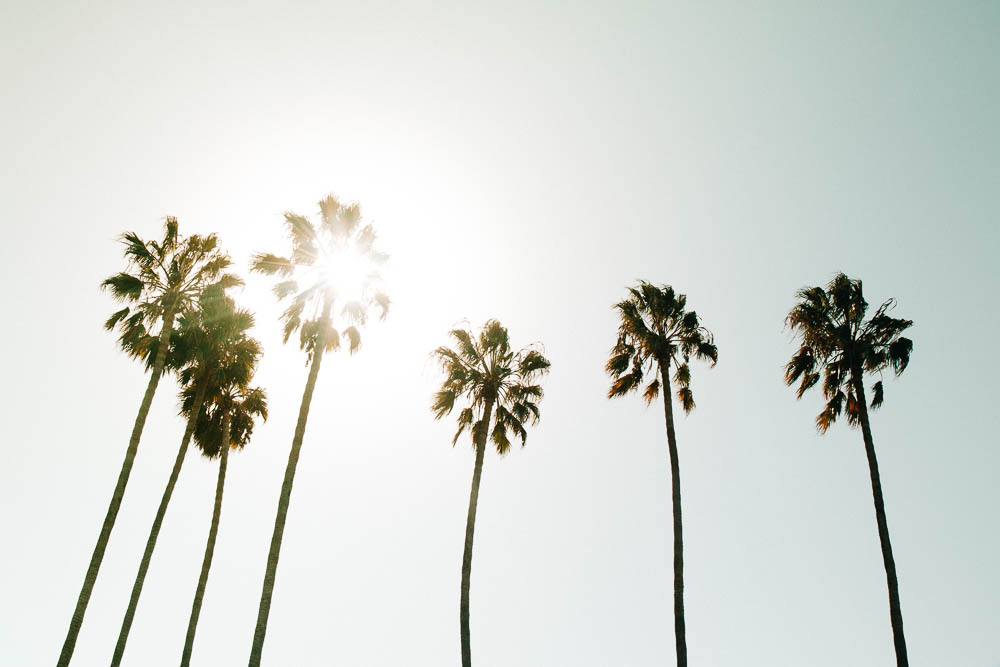 Ventura, CA - Palm Trees