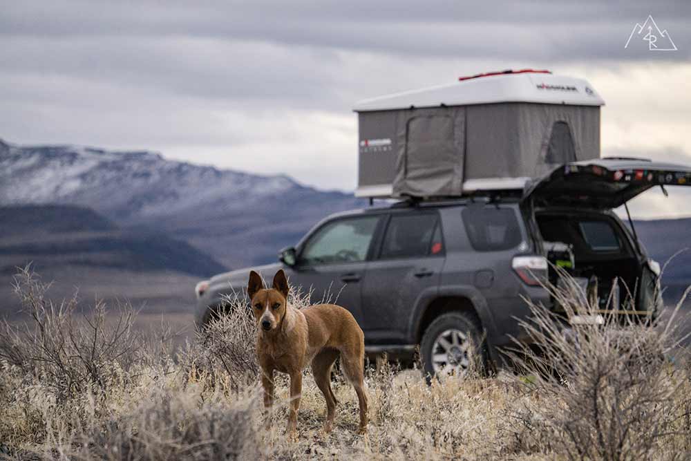 Medical preparedness when Camping with Dog