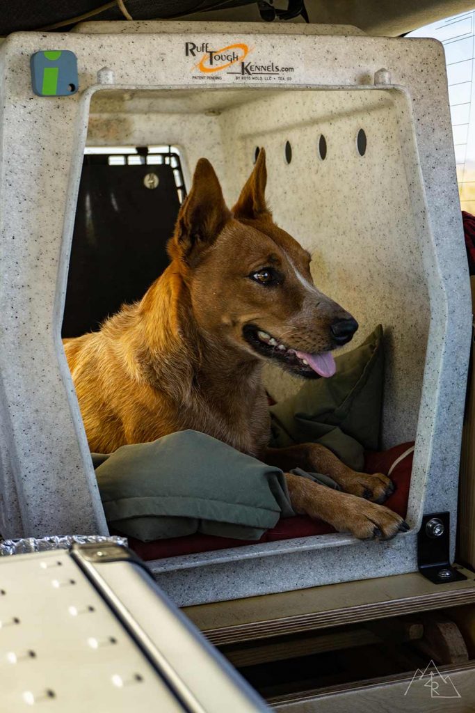 Adventuring with your dog, Tips & Advice for Camping with Dogs