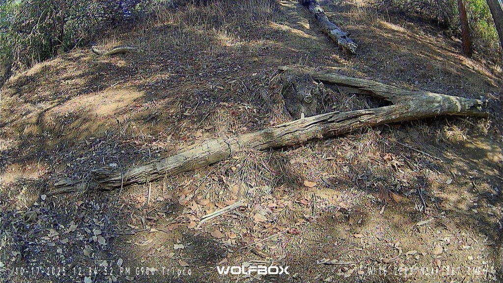 Rear Wolfbox Camera Screenshot